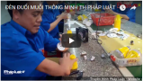 den-duoi-muoi-thong-minh-th-phap-luat